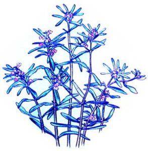 Summer Savory in the Herb Garden Image